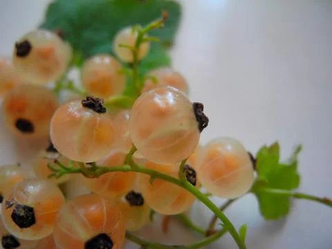 Whitecurrant bunch Ribes niveum Stock Photos