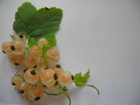 Whitecurrant bunch Ribes niveum Stock Photos