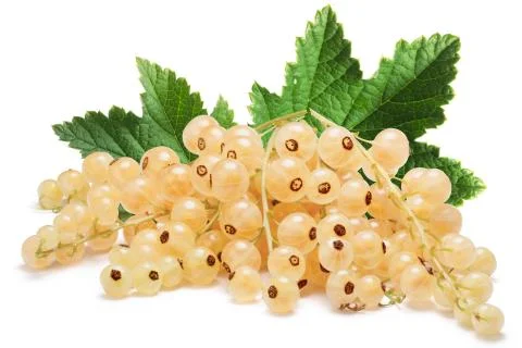 Whitecurrant bunch (Ribes Rubrum) Stock Photos