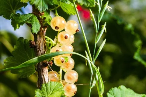 Whitecurrant Stock Photos