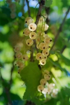Whitecurrant Stock Photos