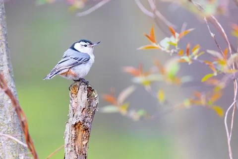 Whited breasted nuthatch perched on a tree Stock Photos