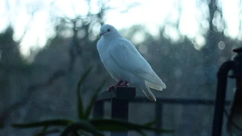 WhiteDove Vídeo Stock 171347082