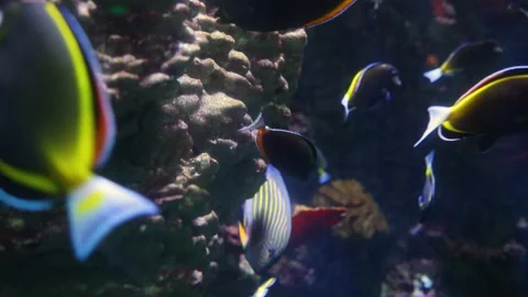 Whiteface surgeonfish Stock-Footage 344244441