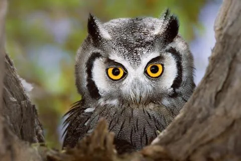 Whitefaced owl Foto stock