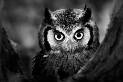 Whitefaced owl Foto stock