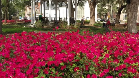 Whitefield Square in Spring Vídeo Stock 104452522