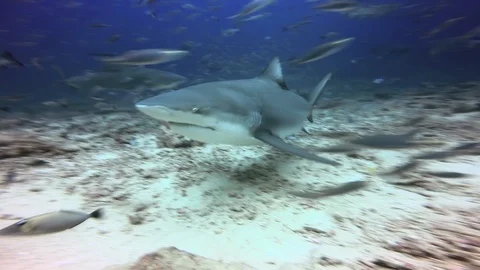 Whitefin Gray Shark attacks and bites camera in underwater ocean. 動画素材 105395099