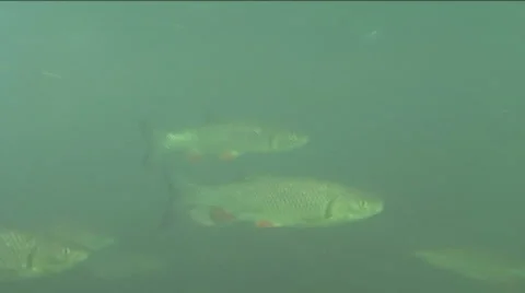 Whitefish (Germany) Stock Footage 1041612