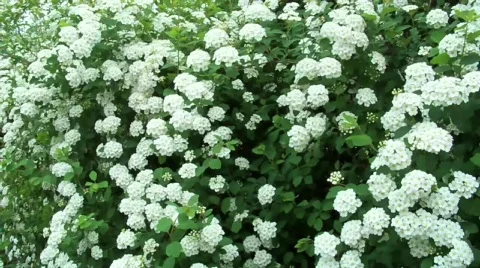 Whiteflower Stock Footage 401315