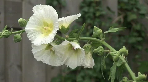 WhiteFlowers  Stock Footage 84103