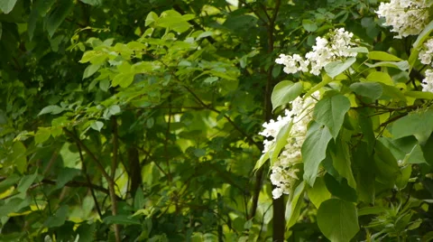 WhiteFlowers1 Video stock 6524431