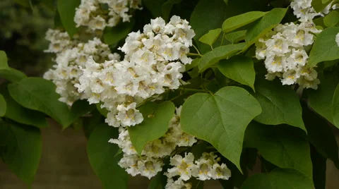 WhiteFlowers2 Stock-Footage 6524389