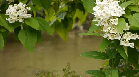 WhiteFlowers3 Video stock 6524353