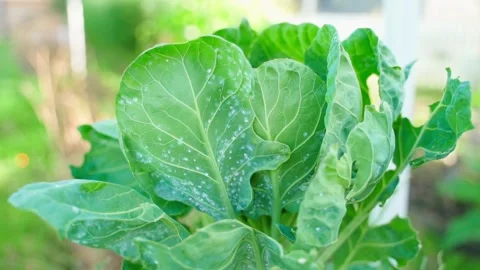 Whitefly on a Brussels sprout leaf, close-up on a blurred background. Smooth Stock Footage 318576131