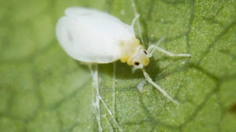 Whitefly Feeding on a Leaf in Extreme Closeup. FullHD video Stock Footage 101756306