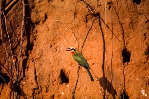 Whitefronted Bee-eater Stock Photos