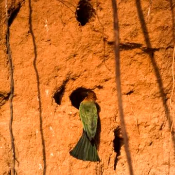 Whitefronted Bee-eater Stock Photos