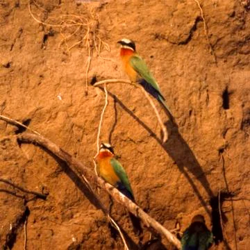 Whitefronted Bee-eater Stock Photos