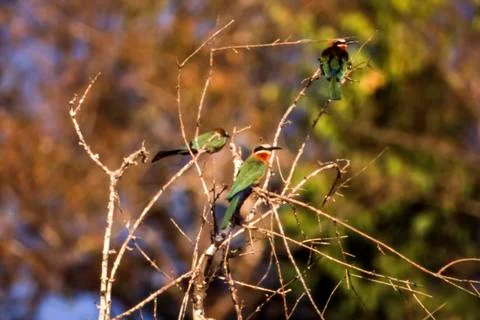 Whitefronted Bee-eater Stock Photos
