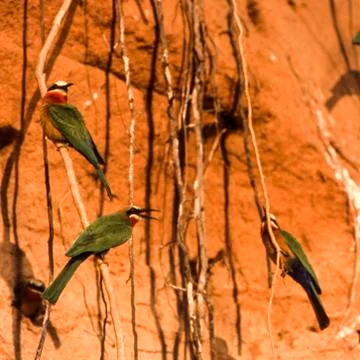 Whitefronted Bee-eater Stock Photos