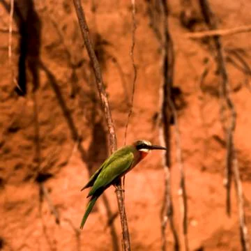 Whitefronted Bee-eater Stock Photos