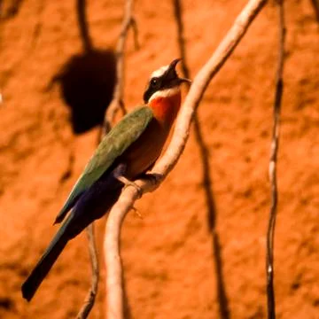 Whitefronted Bee-eater Stock Photos