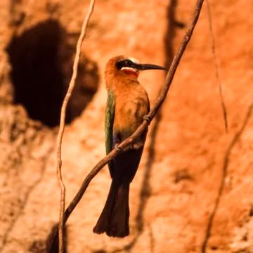Whitefronted Bee-eater Stock Photos