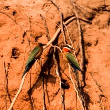 Whitefronted Bee-eater Stock Photos