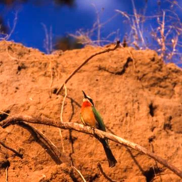 Whitefronted Bee-eater Stock Photos