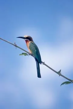 Whitefronted Bee-eater Stock Photos