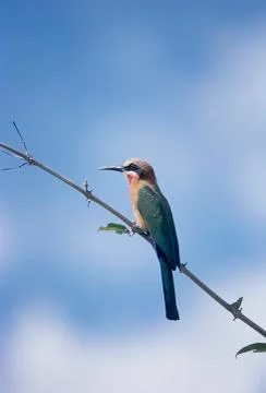 Whitefronted Bee-eater Stock Photos