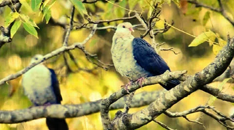 `Whiteheaded Pigeon Stock Footage 24828611