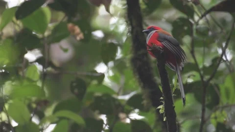 Whitehead's Trogon 4K Stock Footage 151432705