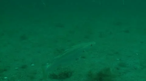 Whiteing c:up eye Stock Footage 12468443