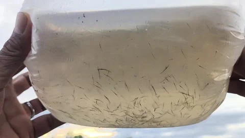 Whiteleg Shrimp Post Larvae in Oxygenated Bag for Aquaculture Stock Footage 344760761