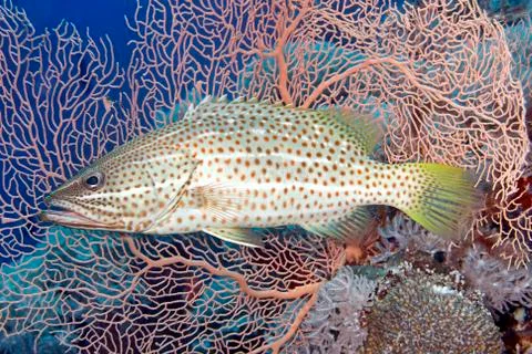 Whitelined Rockcod Stock Photos