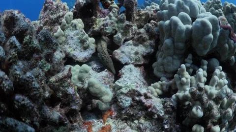 Whitemouth Moray Eel hiding inside the coral in sea Stock Footage 115871056
