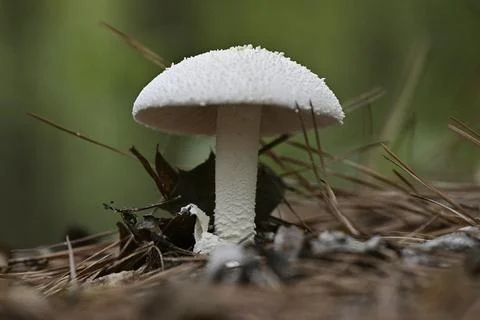 WhiteMushroom Stock Photos