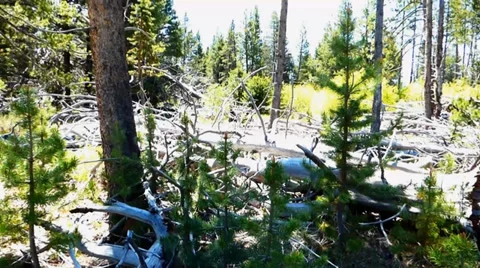 Whitened Dead Trees in a Forest Video stock 39418995