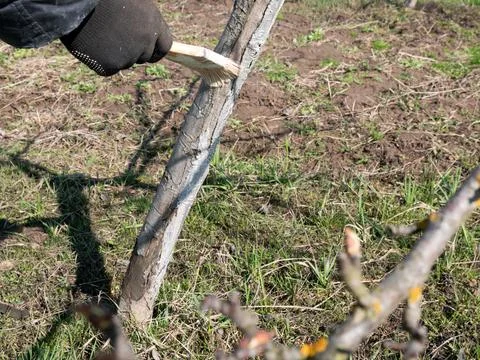 Whitening of a fruit tree with a mixture of lime. Gardening. Spring garden .. Stock Photos