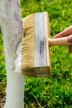 Whitening tree with white lime Stock Photos
