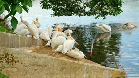 WhitePelicansP1010530 Stock Footage 296666490