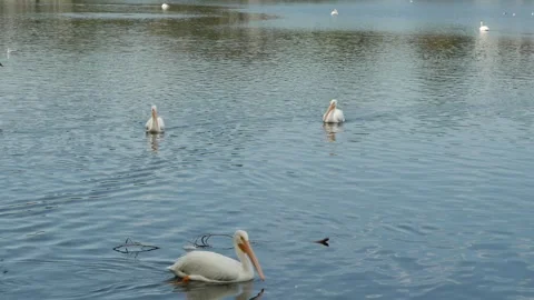 WhitePelicansWideViewP1010547 Stock Footage 296669766