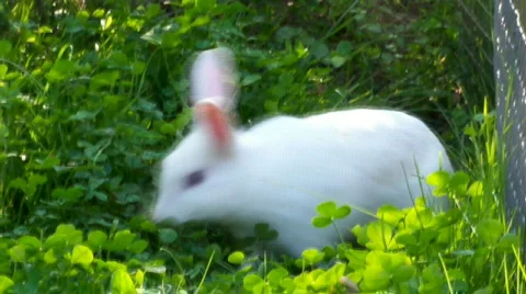 Whiterabbit Stock Footage 511395