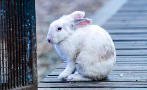 Whiterabbit2 스톡 사진