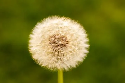 Whitered Dandelion Stock Photos