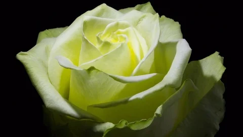 Whiterose macro timelapse footage Видео 84564077