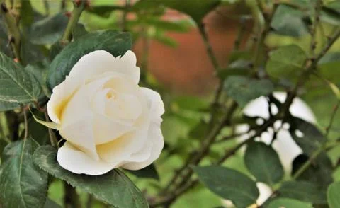 WhiteRose Foto stock