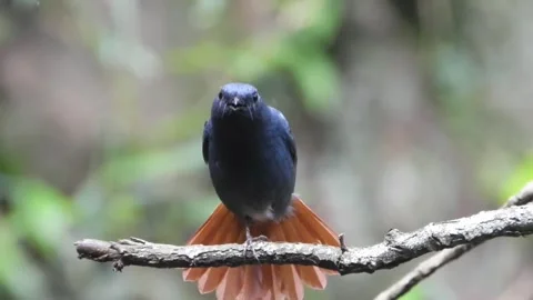 Whiterumped shama bird perched on a tree branch in the forest Stock Footage 336033360